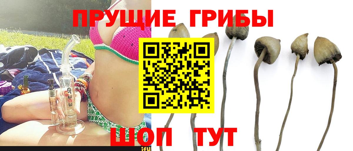 Псилоцибиновые грибы Cubensis  Псилоцибиновые грибы мицелий  Краснознаменск  Вход с VPN 